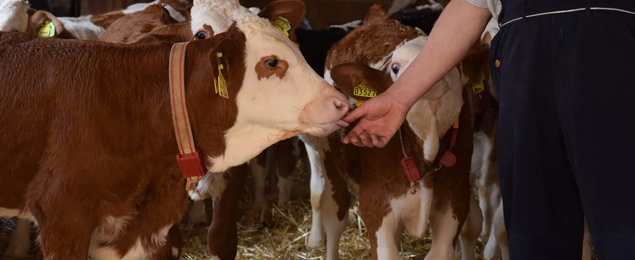 Initiative Tierwohl Rind: Ab 2027 zählen acht Monate Haltungsperiode Initiative Tierwohl Rind: Ab 2027 zählen acht Monate Haltungsperiode