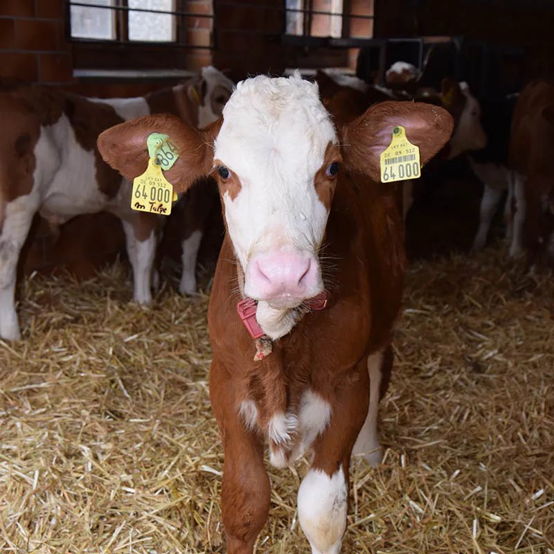 Kalb im Strohstall