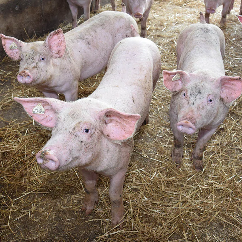 Mastschweine auf Stroh
