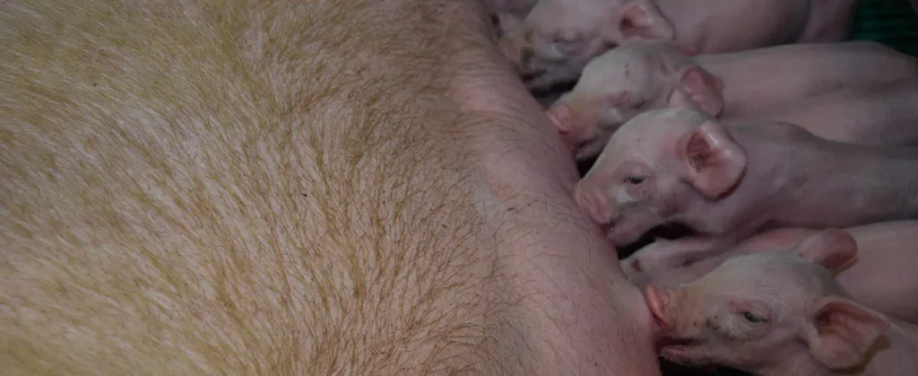Drei Tierarztpraxen tragen jetzt die Schloßberg Agrarservice Sau mit Ferkeln