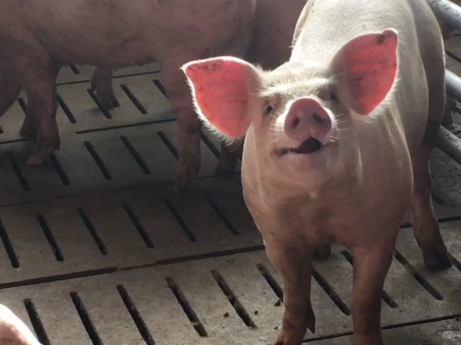 Neugieriges Schwein im Stall