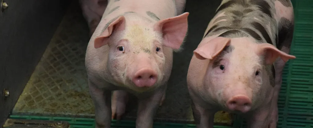 Schweine auf Spaltenboden
