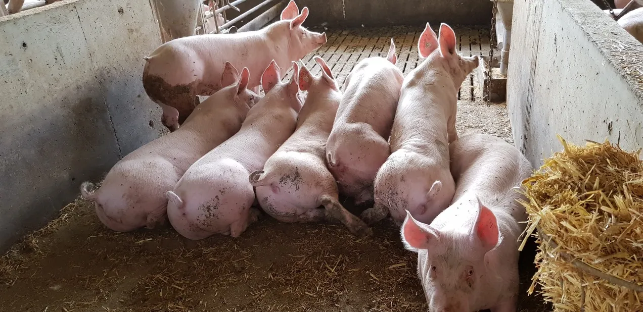 Tierhaltungskennzeichnung: Start 2027 wackelt – was Schweinemäster jetzt wissen sollten