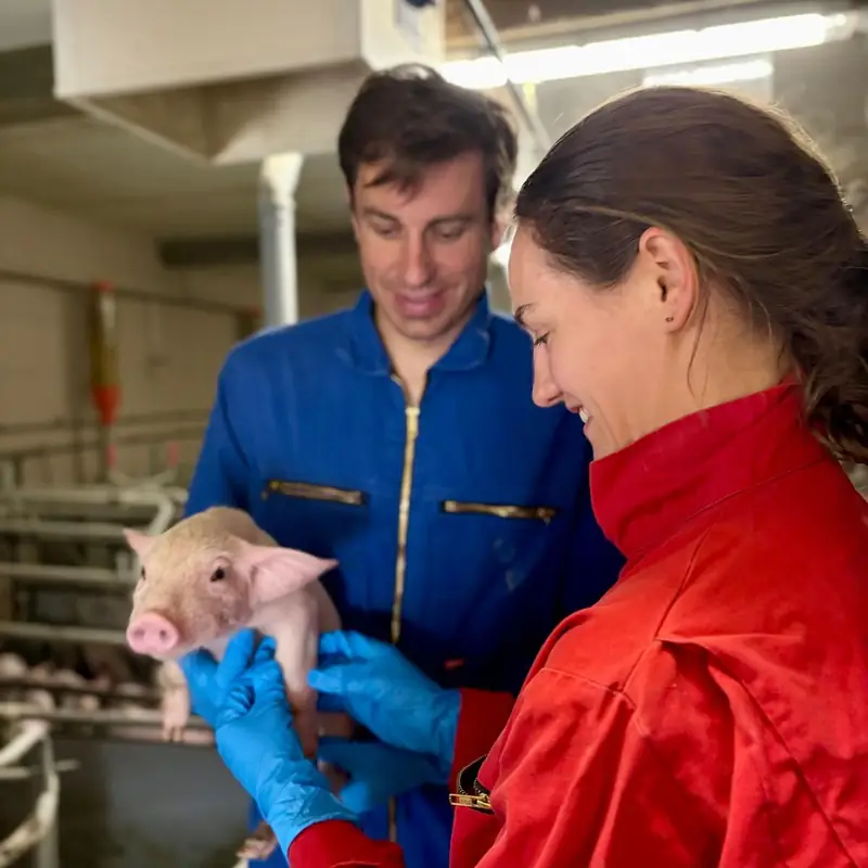 Startseite Zwei Tierärzte mit einem Ferkel im Stall